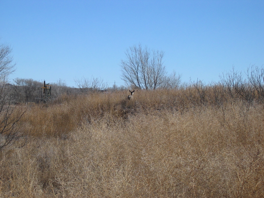 Seminole, TX: deer in seminole 1-1-08 next to wal-mart