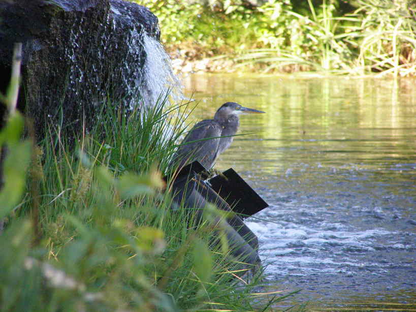 Eagle, ID: river run sub. a sand crain fishing