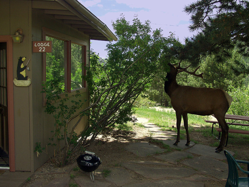 Estes Park, CO: Elk snacking!