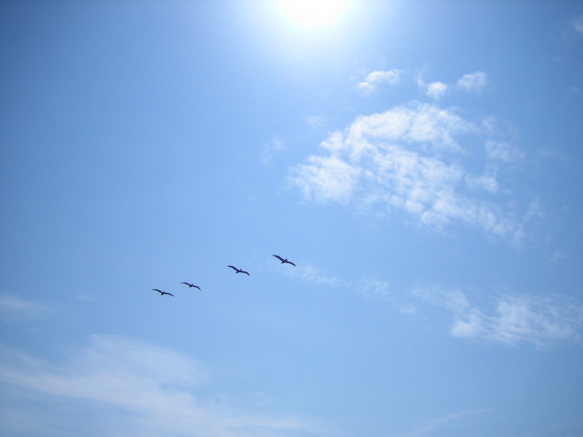 Ponte Vedra, FL: Ponte Vedra Beach Gulls
