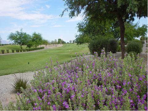 Eloy, AZ: Local Eloy Golf Course