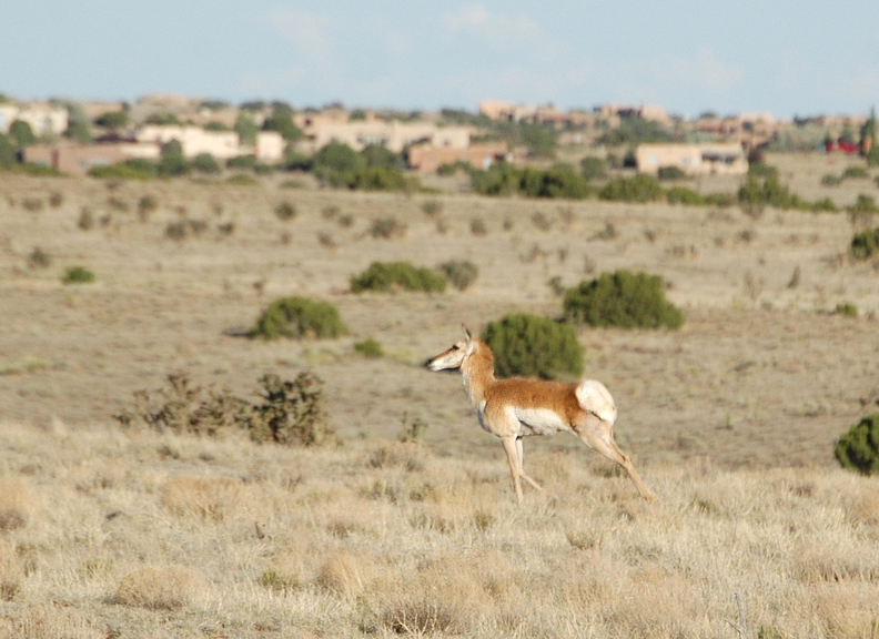 Eldorado at Santa Fe, NM: Pronghorn Antelope with Eldorado homes in the background