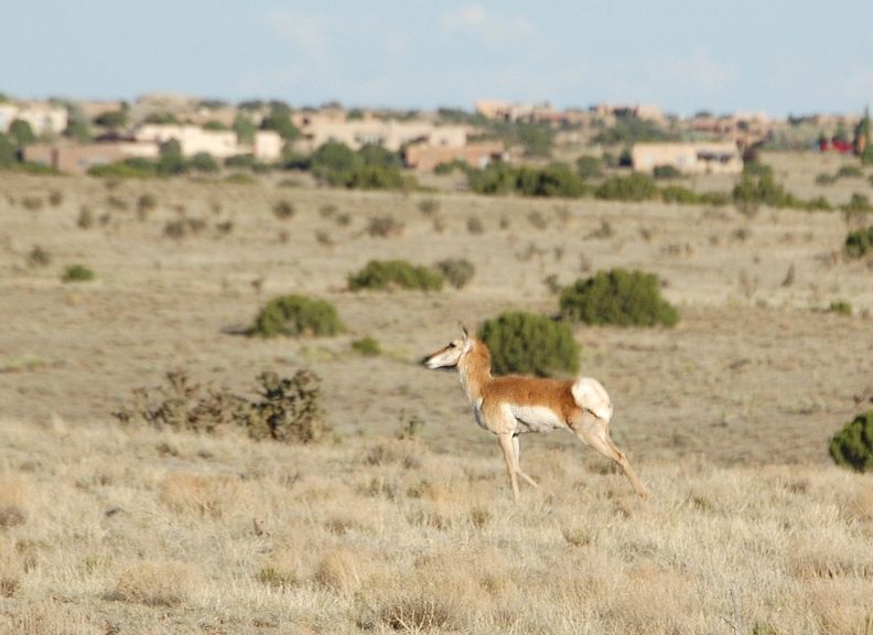 Eldorado at Santa Fe, NM : Pronghorn Antelope with Eldorado homes in ...