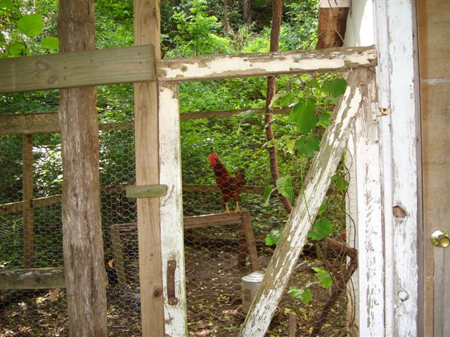 Galena, MO: Chickens can be heard early in the morning still in good ol' Galena.