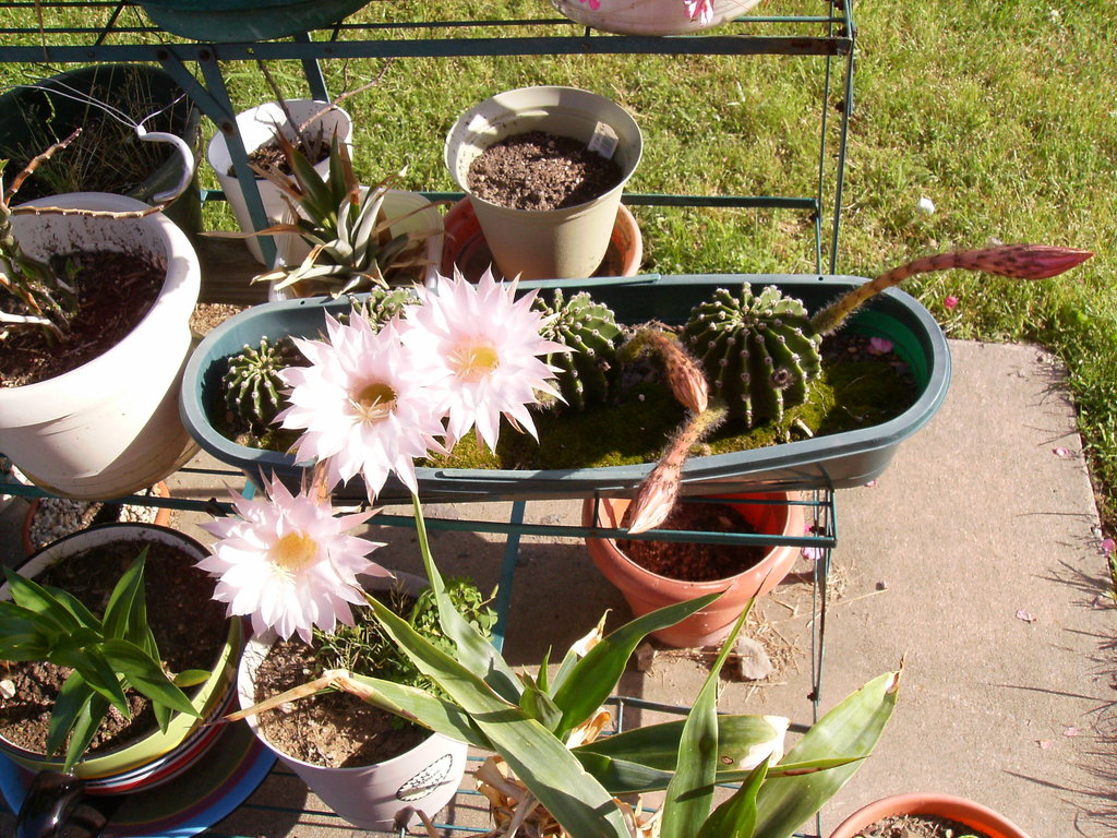 Greenwood, AR: barrel cactus with 3 to 6 blooms at a time
