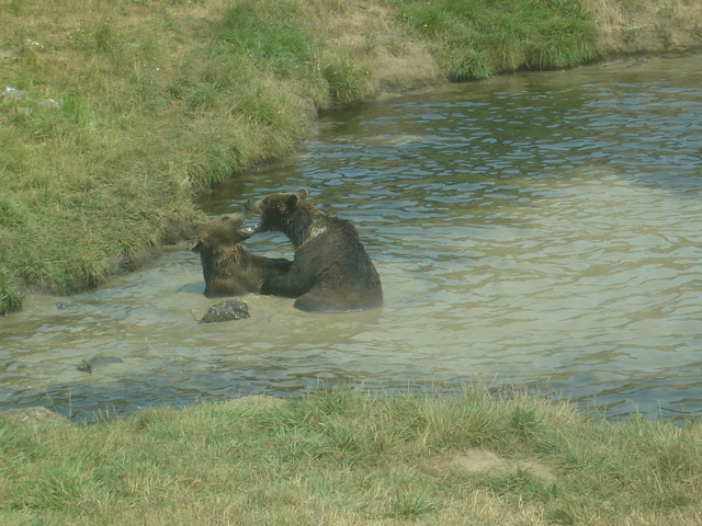 Roseburg, OR: brown bear playing roseburg oregon