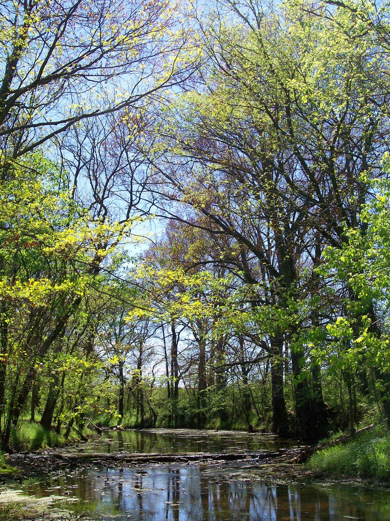 Lebanon, TN: Trudging through the creek at Don Foxx Park