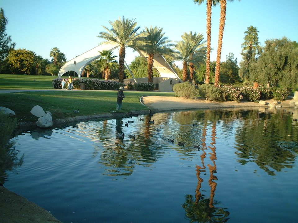 Palm Desert, CA: Civic Center Park Pond with Black Swan