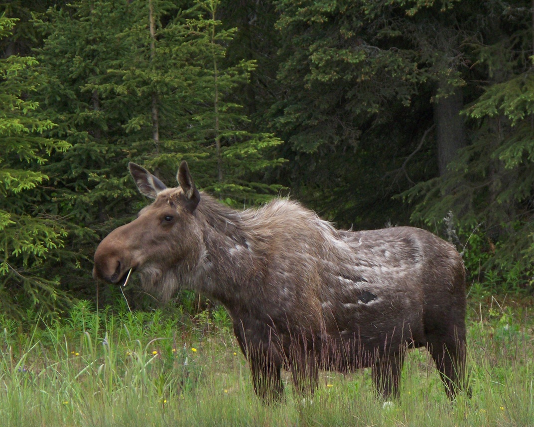 Nikiski, AK: Moose