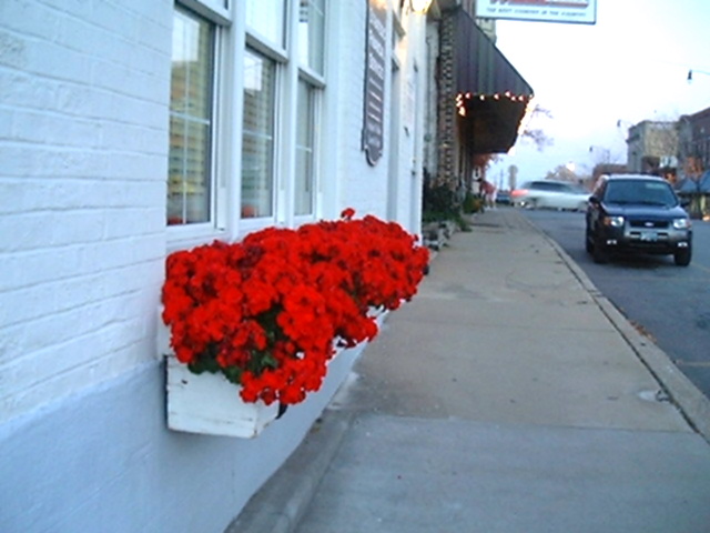 Greenville, IL: Window Flower Boxes, still blooming, November 2005