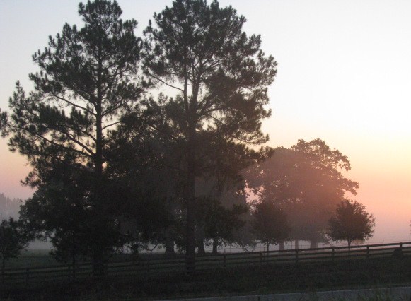 Bellville, TX: Foggy morning