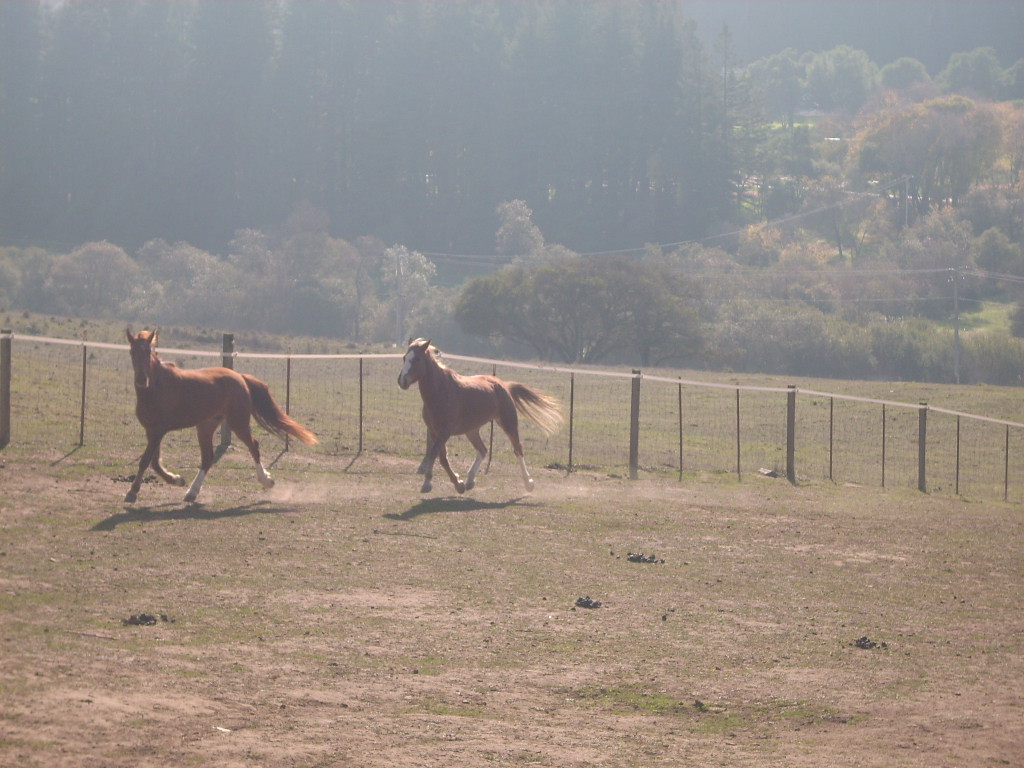 Aptos Hills-Larkin Valley, CA: All 8 hooves off the ground! October Afternoons 2008