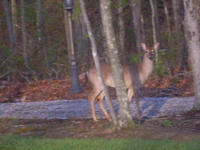 Dunlap, TN: Wildlife at your door steps