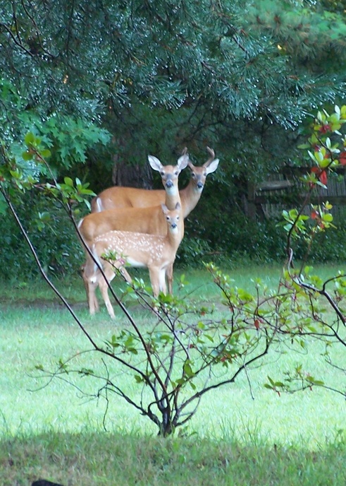 Orchard Park, NY: Deer-ly Loved Family Portrait