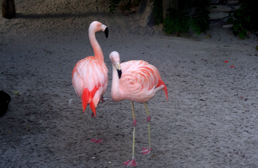 St. Petersburg, FL: Flamingos at Sunken Gardens