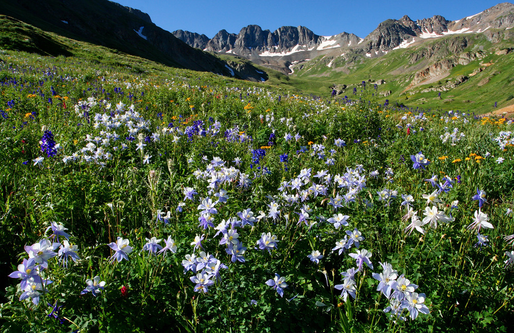 Silverton, CO: American Basin Wildflowers