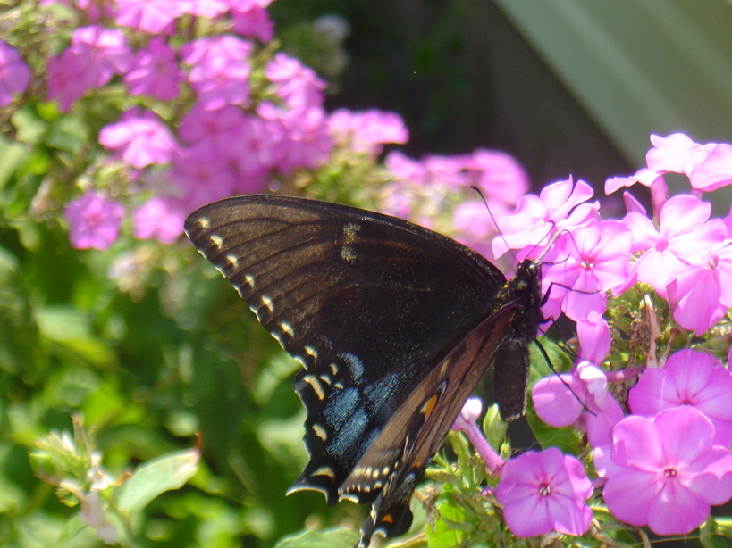 Brooklyn Center, MN: Butterfly in my front garden