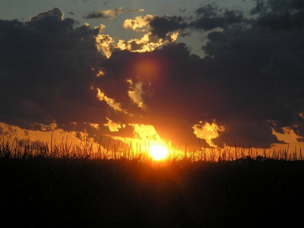 Sargent, NE: sunset over the cornfield