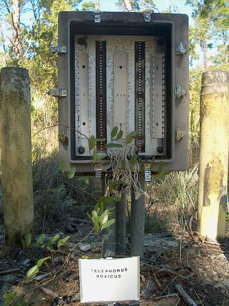 Palm Bay, FL: "The rare species of Telephonus Boxicus"
