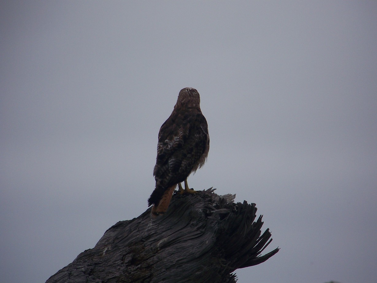 Crescent City, CA: Falcon on the beach at Crescent City