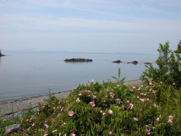 Sorrento, ME: Ocean Avenue Rugosa Roses in Morning Mist
