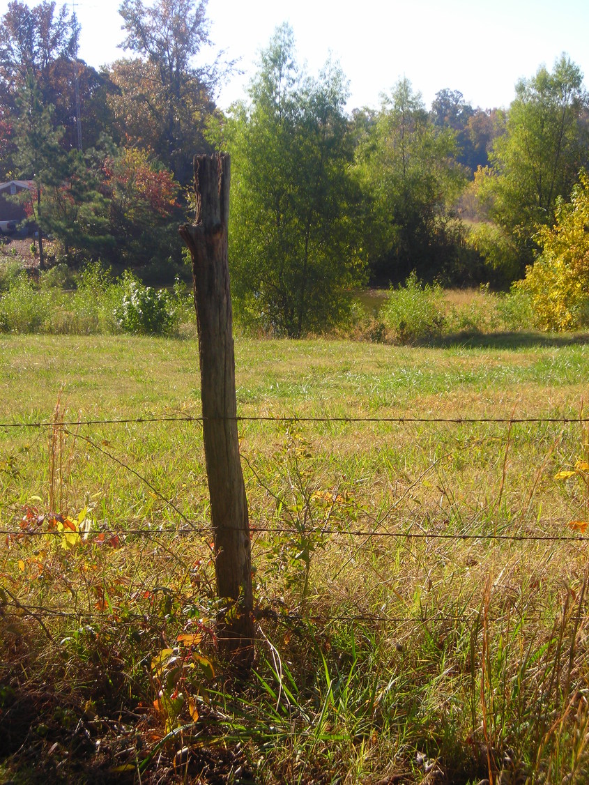 Gilt Edge, TN: Fall Fence row