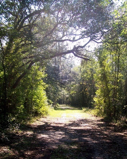 Lee, FL: The Florida Trail in Lee, FL