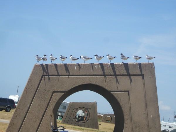 Galveston, TX: Sea gulls perched by the ocean in Galveston