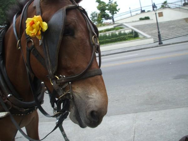 New Orleans, LA: A carraige horse off of Bourbon St