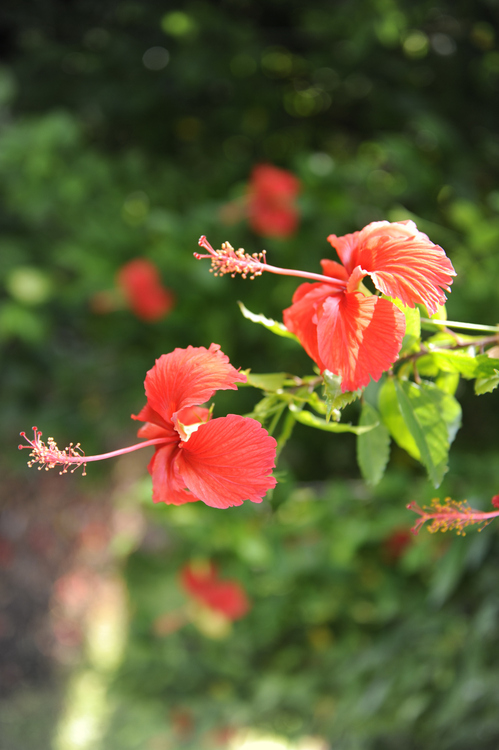 Daytona Beach, FL: Flowers of Daytona Beach