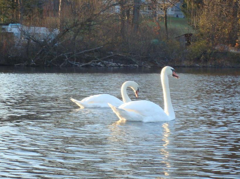 Cassadaga, NY: Cassedaga Lake, Late Fall Swans