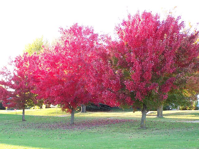 Mabel, MN: Spring Grove, MN