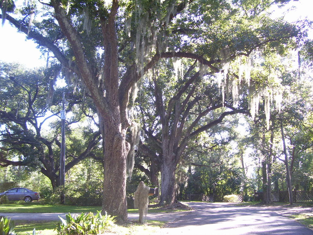 Moss Point, MS: Griffen Street, Moss Point , MS