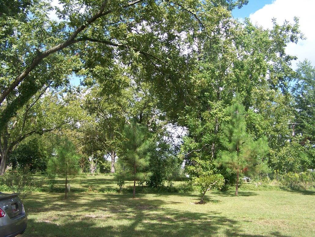 Fort Deposit, AL: A little corner of God's country in my yard in Fort Deposit on a summer day.