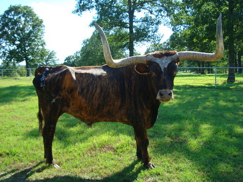 Sallisaw, OK: Favorite Pet on1,100Ac Ranch NW of Sallisaw