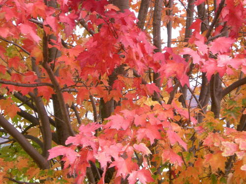 Waterbury, VT: Waterbury Center, Fall foliage