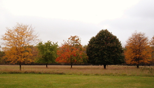 Midlothian, IL: colorful trees in Midlothian