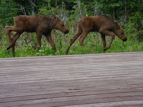 Kenai, AK: Baby Twins in Backyard