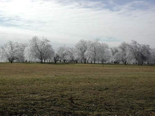 Middlebury, IN: ice trees on the golf course