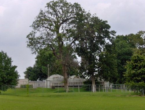 Mount Pleasant, TX: Tree's