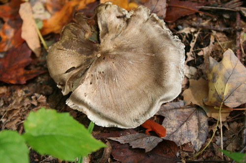 Leyden, MA: Mushroom with a Tenant