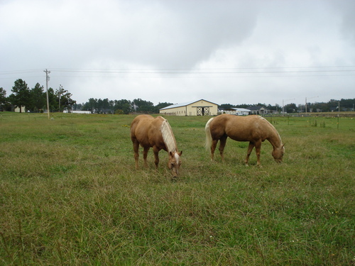Indian Trail, NC: Horses in Indian Trail