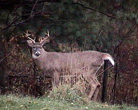 Galeton, PA: Photo taken a few miles east of Galeton