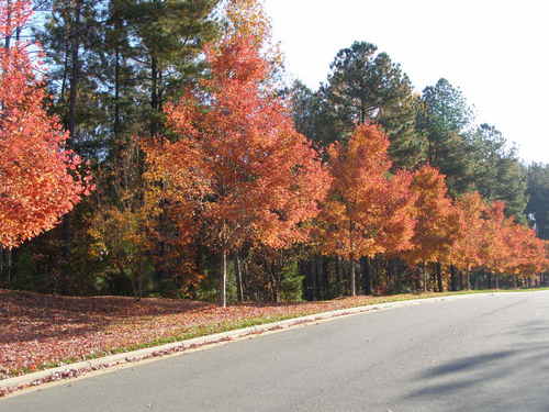 Sherrills Ford, NC: Fall foilage along Capes Cove Drive in Northview Harbour