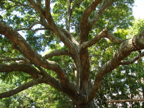 Johns Island, SC: Angel Oak tree at Legree Farms in Johns Island