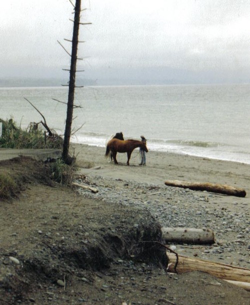 Sequim, WA: Horses on the beach near the Dungeness Spit