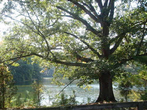 Suwanee, GA: Big tree at Sims Lake Park