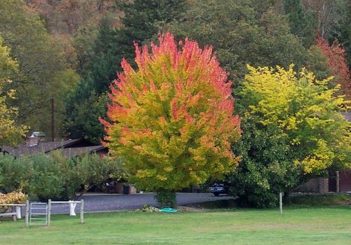 Rogue River, OR: Fall colors in limitless varieties