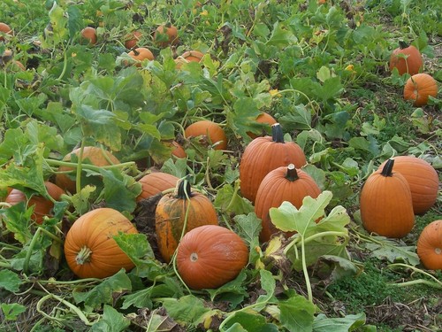 Shelton, CT: Pumpkin Seed Hill