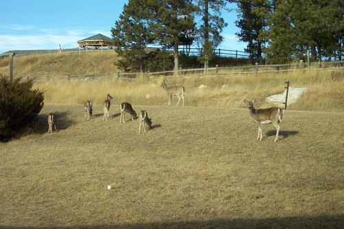 Custer, SD: wild life